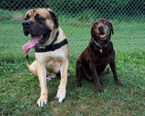 Dog Park at Hartwood Acres Park